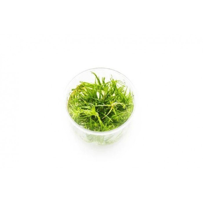 GROWOW TISSUE CULTURE - ECHINODORUS TENNELUS 