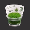 GROWOW TISSUE CULTURE PLANT - ELEOCHARIS PARVULA) (CUP SIZE: SHORT) - A8TC