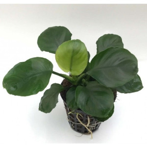 Anubias Barteri 'Coin Leaf'