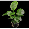 Anubias Barteri " Butterfly"