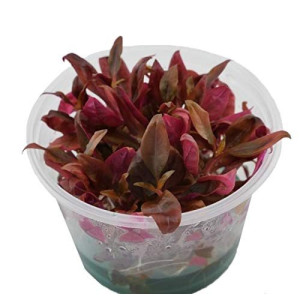 GROWOW TISSUE CULTURE - ALTERNANTHERA REINECKII 'ROSANERVIG' – C87TC