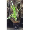 Cryptocoryne Retrospiralis