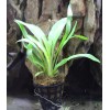 Cryptocoryne Spiralis "Broad Leaf"