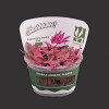 GROWOW TISSUE CULTURE - Cryptocoryne wendtii 'Pink' - D70TC