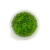 GROWOW TISSUE CULTURE - ROTALA ROTUNDIFOLIA 'HI RED' (‘H’RA’) - JR10TC