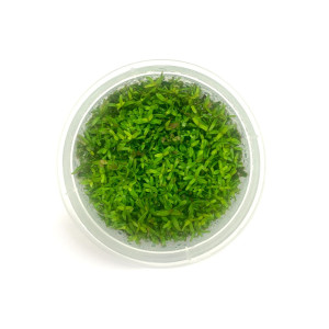 GROWOW TISSUE CULTURE - ROTALA ROTUNDIFOLIA 'HI RED' (‘H’RA’) - JR10TC