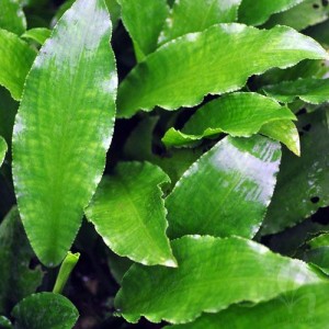 Lagenandra Toxicaria - Green