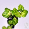 Lindernia Rotundifolia "Variegated"