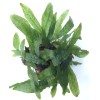 Microsorum Pteropus "Green Gnome"