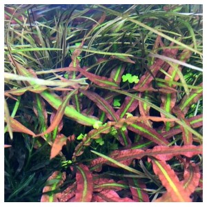 ADA TISSUE CULTURE - CRYPTOCORYNE SPIRALIS 'TIGER' (CUP SIZE: TALL) - IC198