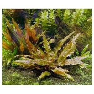 ADA TISSUE CULTURE - CRYPTOCORYNE WENDTII "TROPICA" (CUP SIZE: SHORT) - IC095