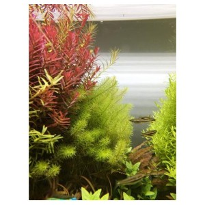 hover image