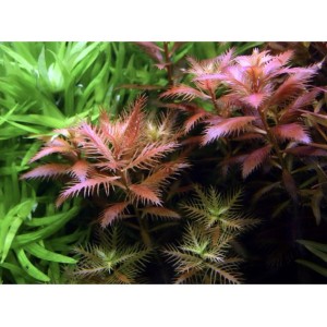 ADA TISSUE CULTURE PLANT-PROSERPINACA PALUSTRIS (CUP SIZE: TALL) - IC403