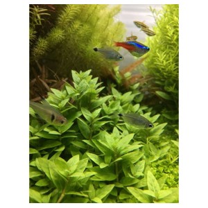 ADA TISSUE CULTURE PLANT - STAUROGYNE REPENS (CUP SIZE: TALL) - IC030
