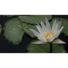 Nymphaea Capensis -Blue Flower (Green Leaves)