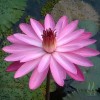 Nymphaea Pubescens - Pink Flower