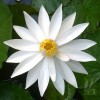 Nymphaea Pubescens -White Small Flower