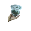GROWOW TISSUE CULTURE - CRYPTOCORYNE AXELRODI (CUP SIZE: SHORT) - D71TC