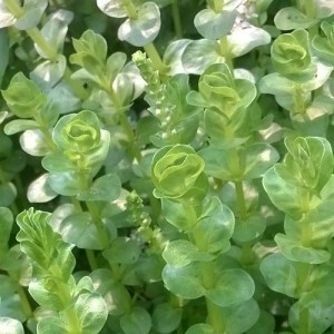 Rotala Rotundifolia “Green”
